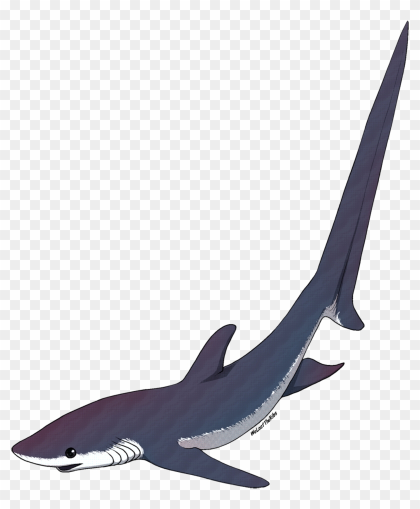 Thresher Shark Tattoo - Thresher Shark Clip Art - Png Download