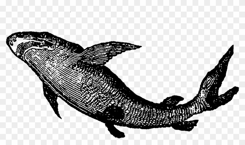 Shark Clipart Vintage - Illustration - Png Download #5754946