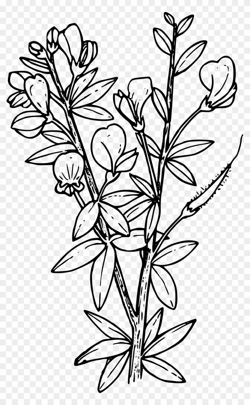 Shape Flower Plant Wild Wildflower Png Image - Coloring Book Pages Clipart #5755494