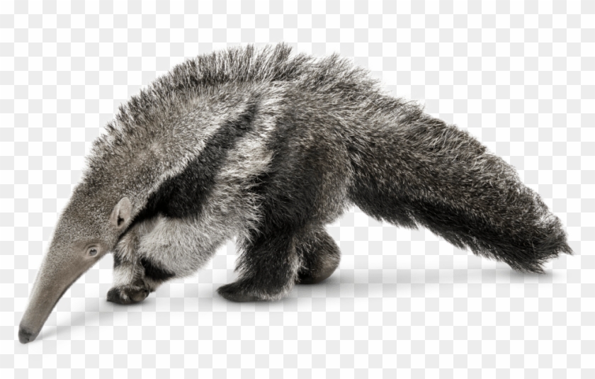 15 Rainforest Animals Png For Free On Mbtskoudsalg - Animals In The Forest Floor Layer Clipart