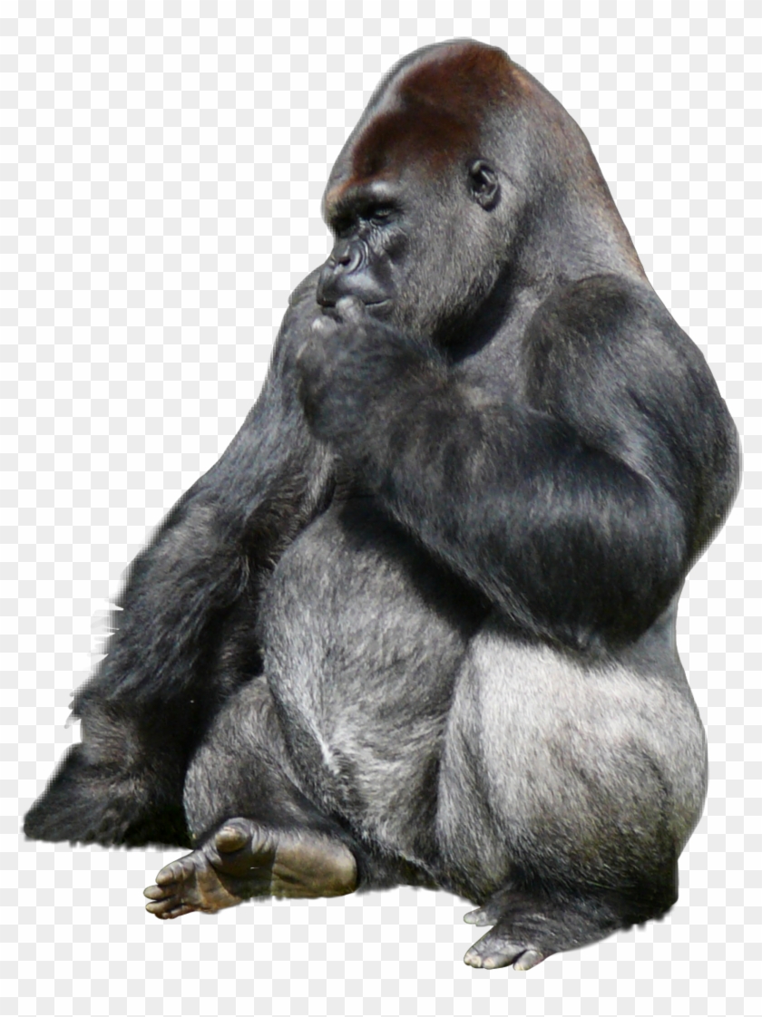 Ftesticker Gorillaz Gorilla Animals Wildanimal Forest - Western Lowland Gorilla Clipart