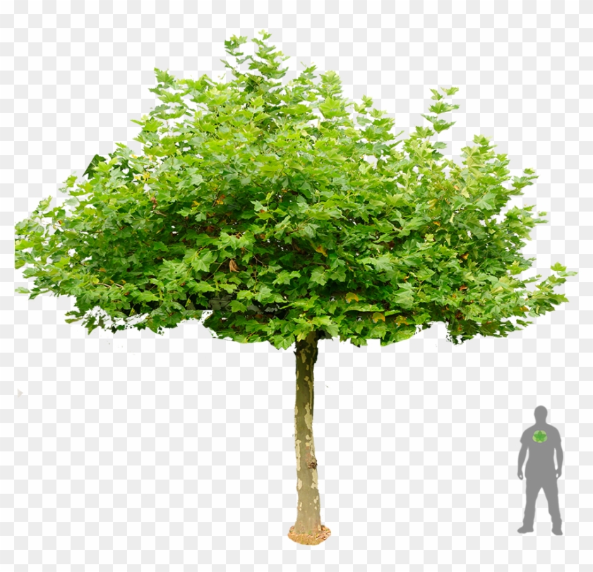 Dach Platane Boom Plataan Dakplataan Groen Pts - London Plane Tree Png Clipart