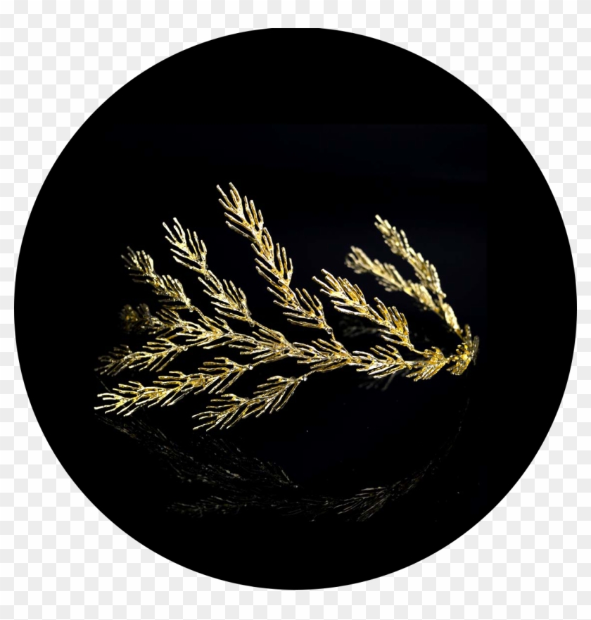 Msr008 , Png Download - Circle Clipart #5764041