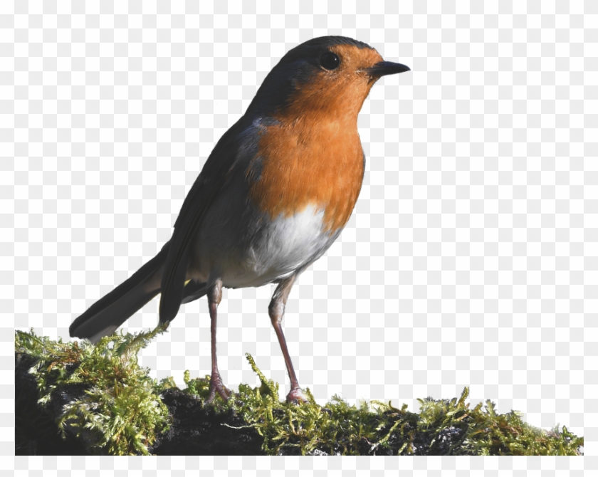 Robin, Forest, Small, Red, Cute - European Robin Clipart