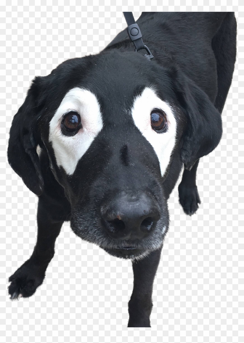 This Black Lab Is Slowly Turning White, So Internet - All Dogs Clipart #5764481