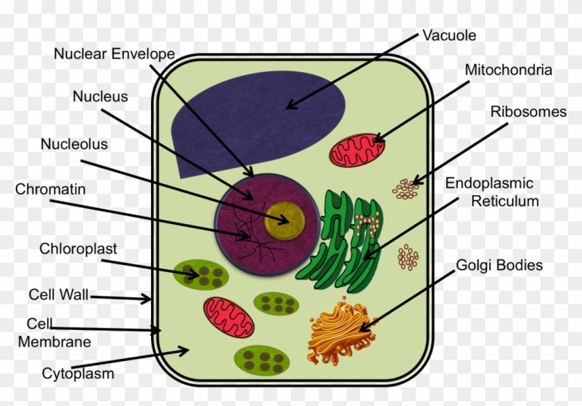 Chromatin Drawing Microvilli - Cytoskeleton In Animal Cell Project Clipart #5764614