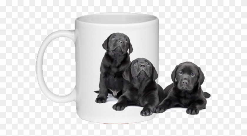 Crni Labrador Clipart