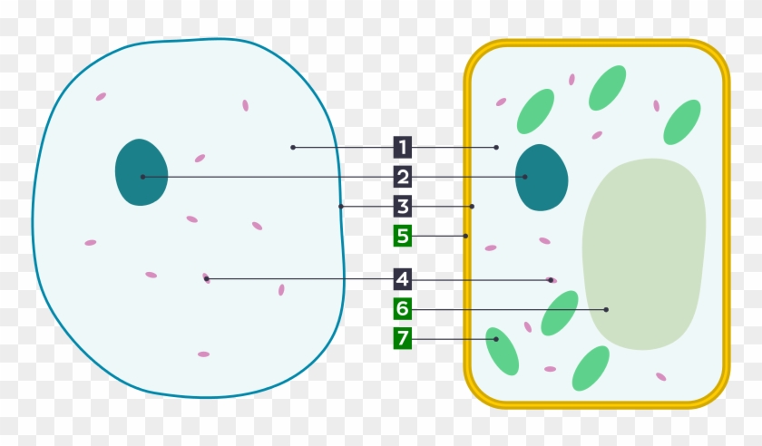 Basic Animal And Plant Cells Clipart #5764686