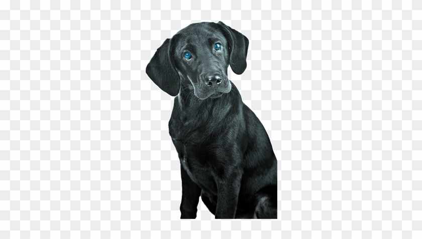 Black Lab Blue Eyes On Right Small - Labrador Retriever Clipart #5764827