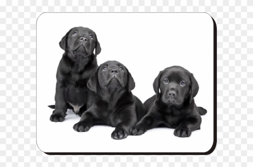 Black Labrador Puppies Printed Mouse Mat - Crni Labrador Clipart