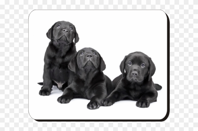 Black Labrador Puppies Printed Mouse Mat - Crni Labrador Clipart #5764945