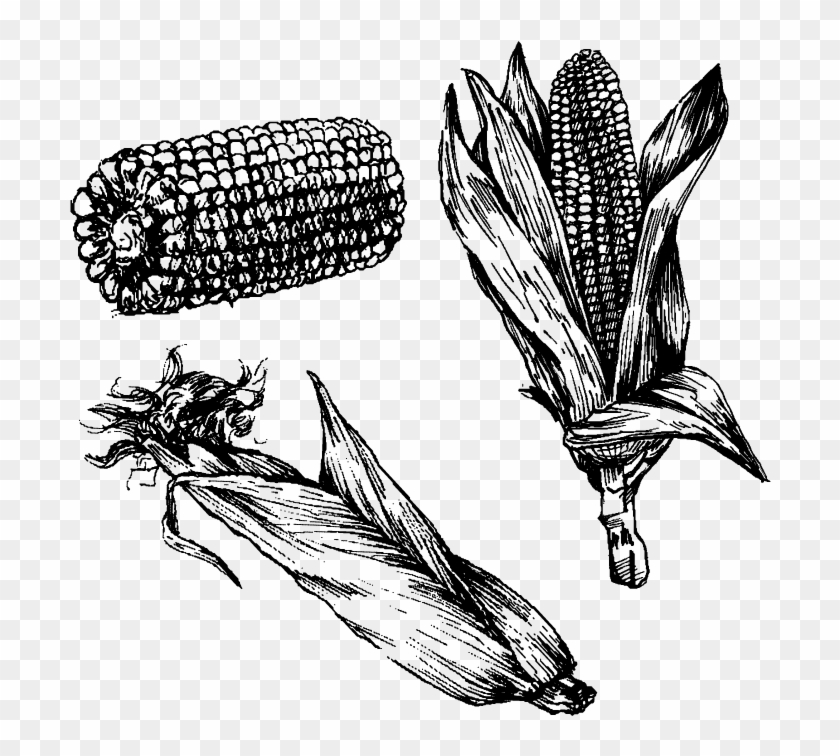 Depois De Apanhadas, Chegou Altura De Desfolhar As - Drawing Clipart