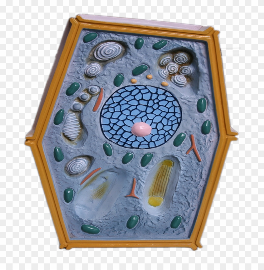 Plant Cell Model For Biology, Plant Cell Model For - Motif Clipart