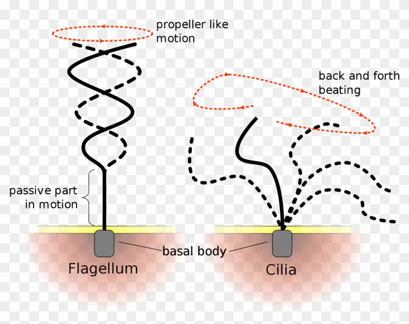 Cilia And Flagella Drawing Clipart #5765785