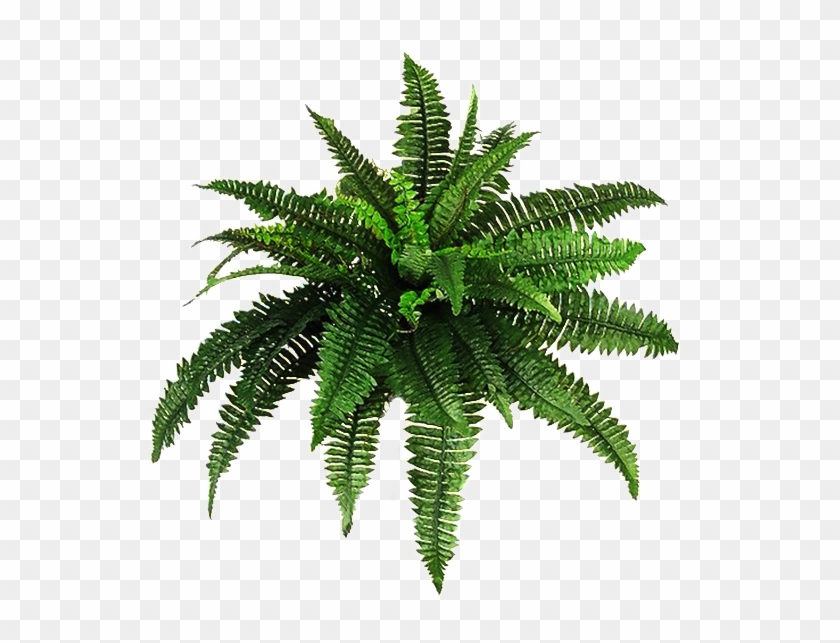 Transparent Free Png Download - Plants Transparent Background Clipart