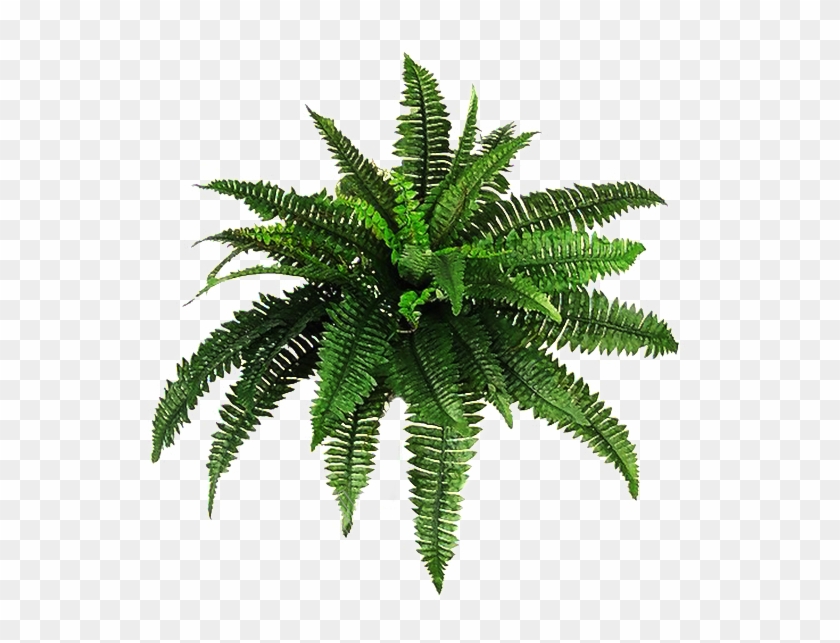 Transparent Free Png Download - Plants Transparent Background Clipart #5766162