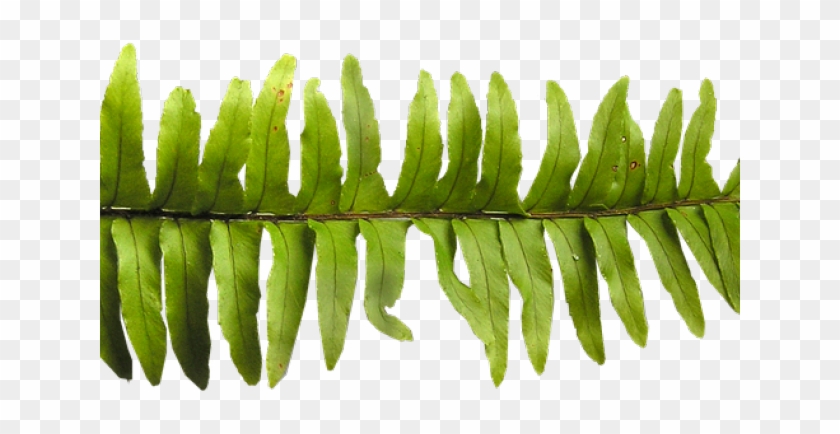 Fern Leaf - Tree Clipart