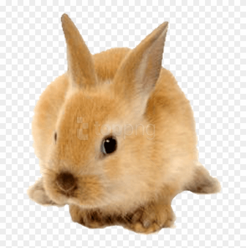 Download Rabbit Cute Ginger Png Images Background - Cute Rabbit Png Clipart #5766633