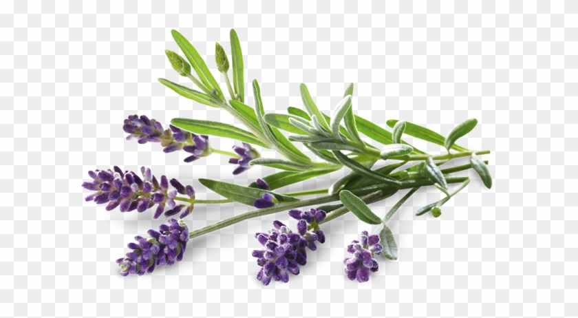 Lavanda Margherita Blue - Bad Heilbrunner Tea Clipart #5766820