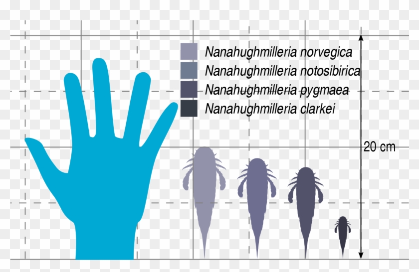 File - Nanahughmilleria Size - Svg - Illustration Clipart #5767533