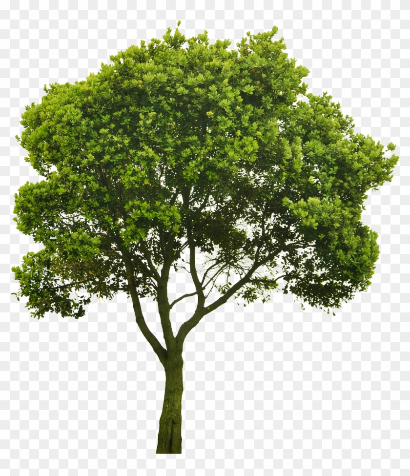 Cutout Tree Source Material - Small Picture Of A Tree Clipart #5769290