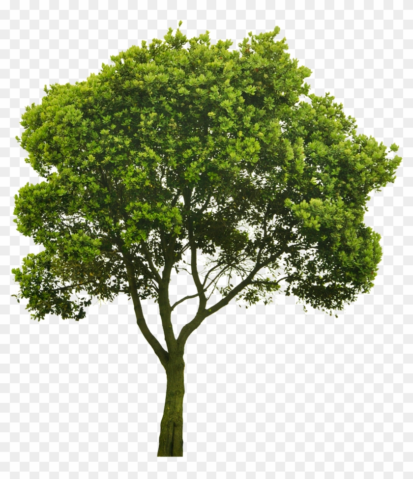 Cutout Tree Source Material - Small Picture Of A Tree Clipart