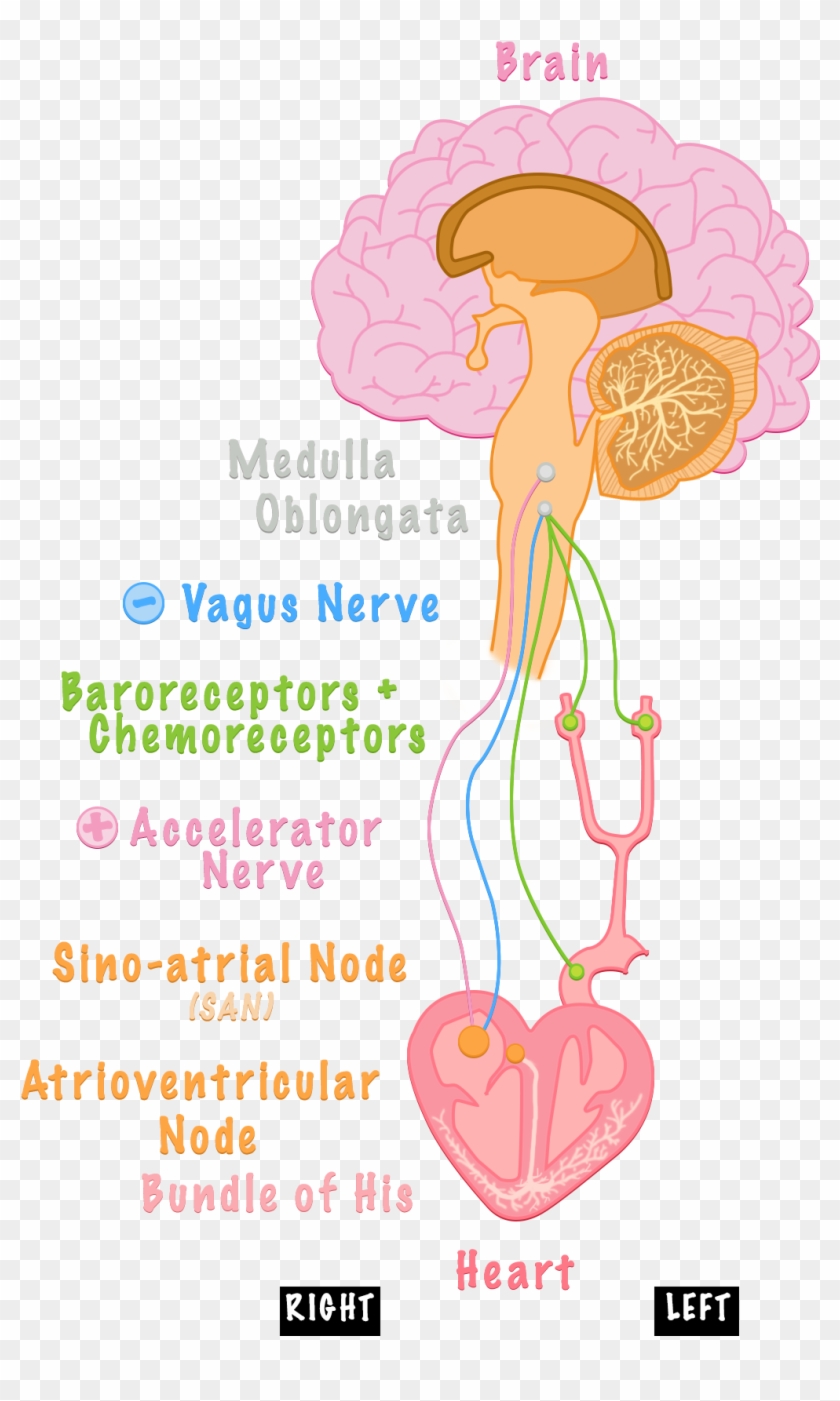 Today's Post Is Focusing On Controlling The Heart Rate - Illustration Clipart #5773453