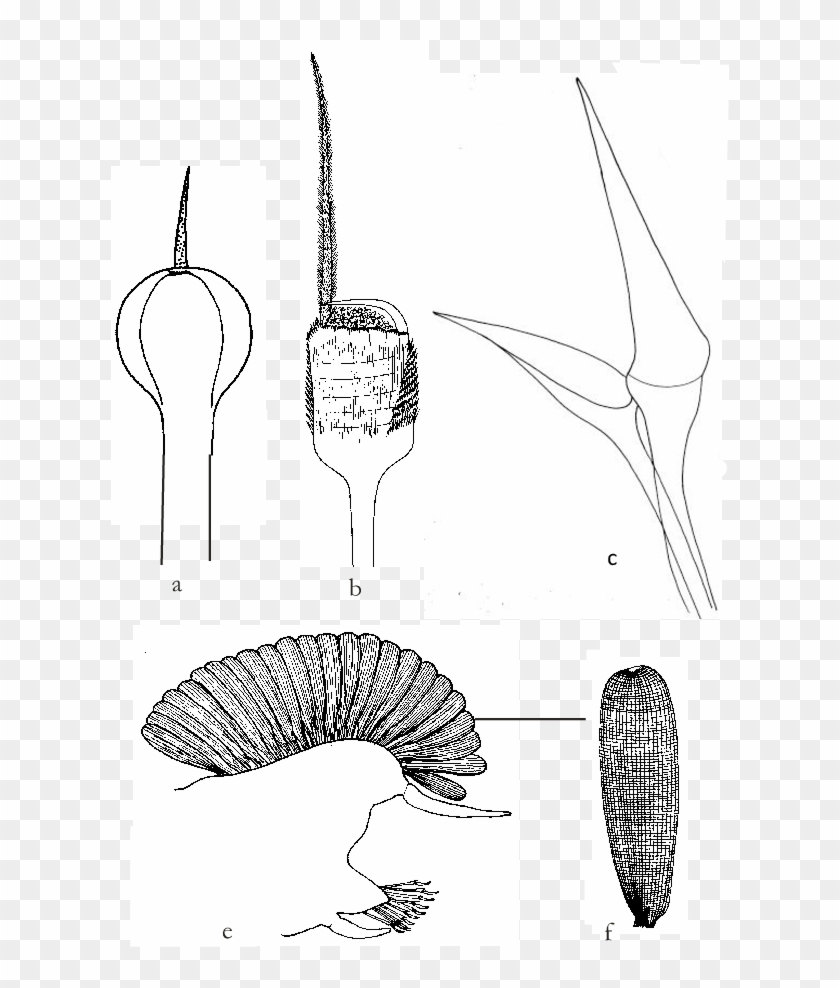 Setas Paleales - Illustration Clipart #5773590