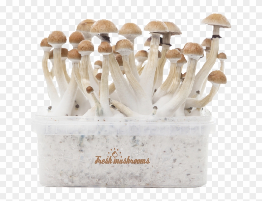 Thai Xp Kit De Cultivo De Setas Alucinógenas - Pain De Culture Champignon Clipart