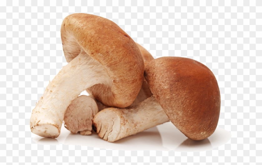 Shiitake Champignon Clipart #5774342