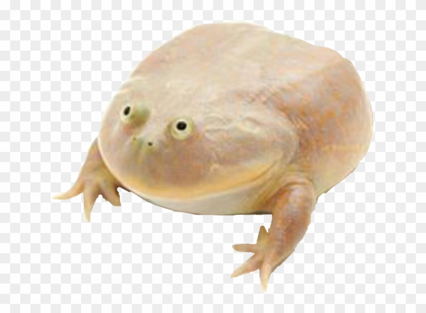 It Is Wednesday My Dudes - Its Wednesday My Dudes Frog Clipart #5774824