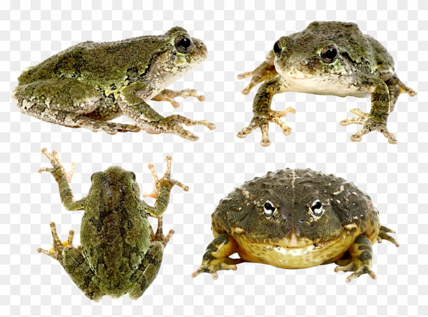 Frog Png - Eastern Spadefoot Clipart #5775073