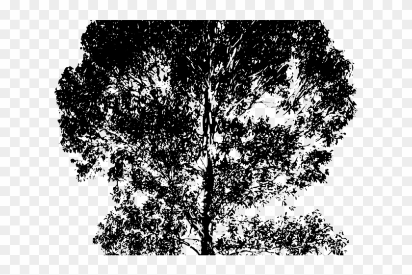 Eucalyptus Clipart Gum Tree - Monochrome - Png Download