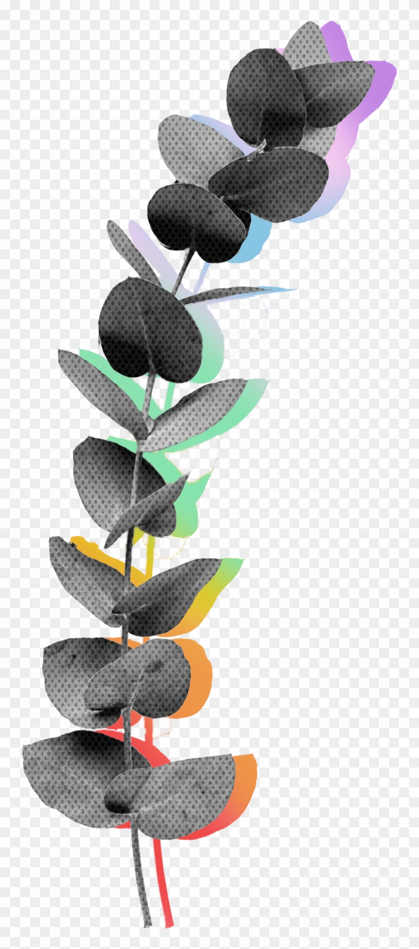 What Sets The Eucalyptus Apart Is That It's A Tree - Flip-flops Clipart #5775540