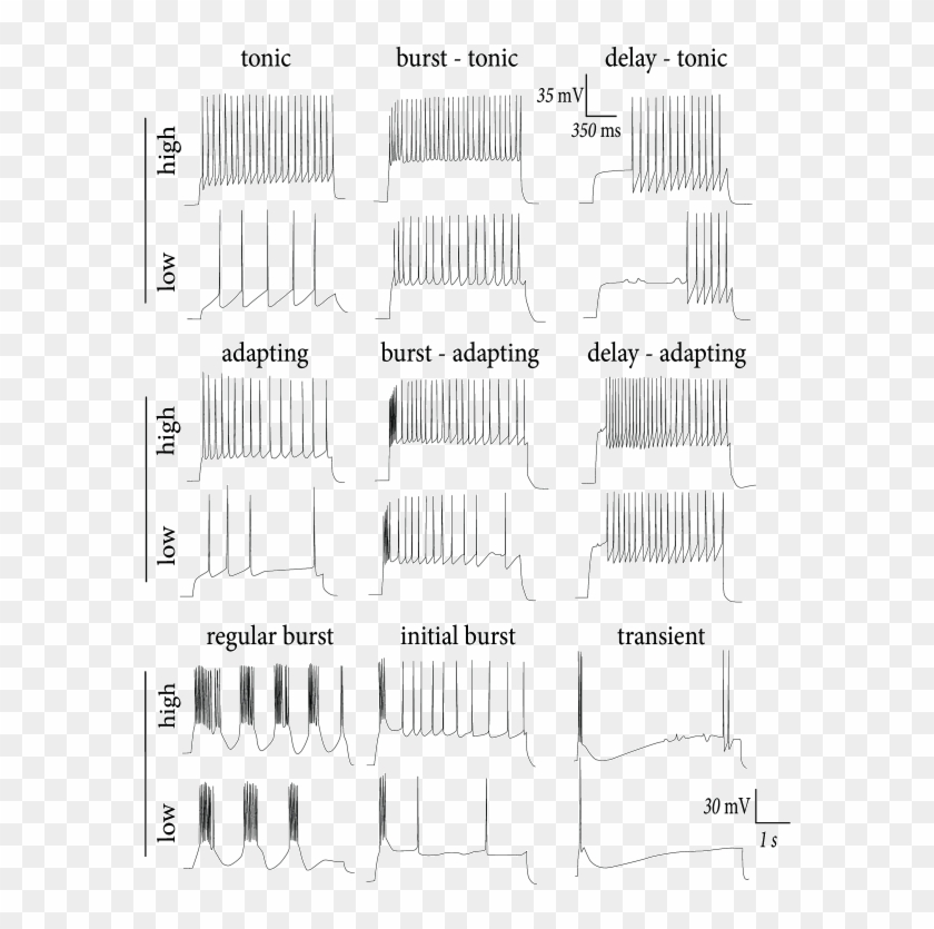 Multiple Firing Patterns In Cortical Neurons - Monochrome Clipart #5779205
