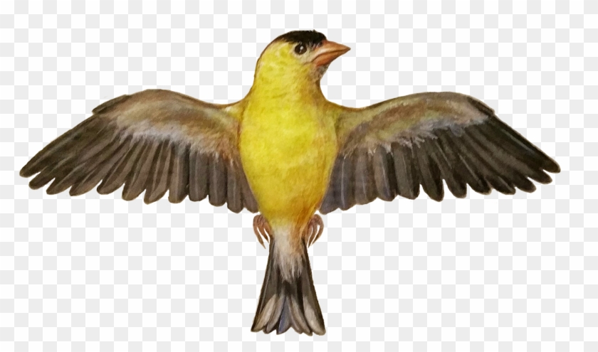 Add Media Report Rss Png Kanary 2 - Canary Bird Spread Wings Clipart #5779689