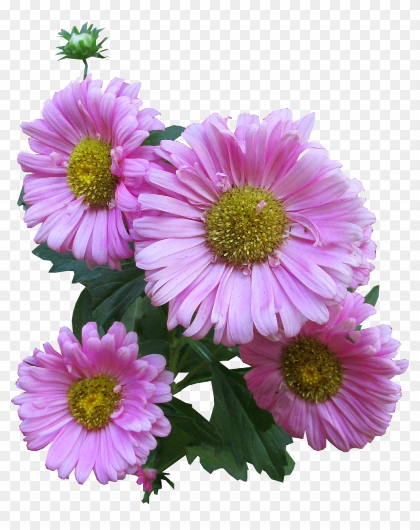 Common Daisy, Desktop Wallpaper, Drawing, Flower, Aster - Rosa Margarida Png Clipart #5781526