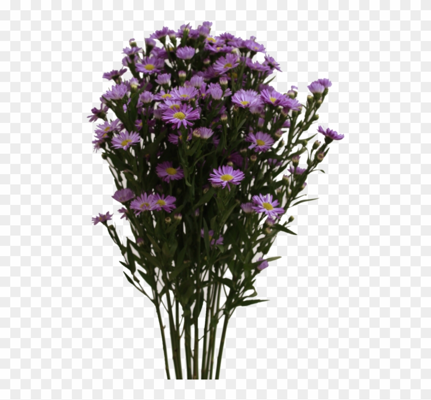 Aster Purple - European Michaelmas Daisy Clipart #5781623