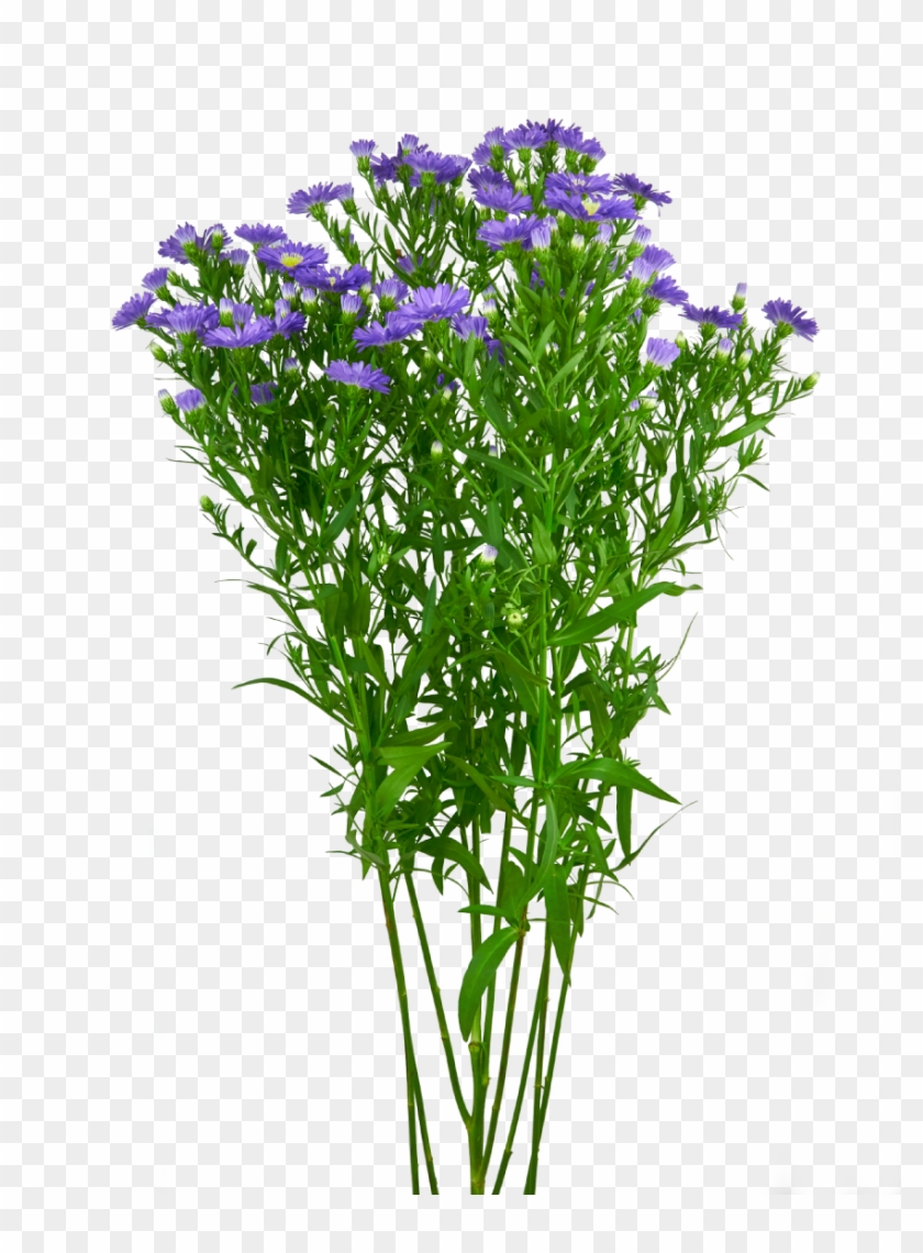 If - Gentian Family Clipart