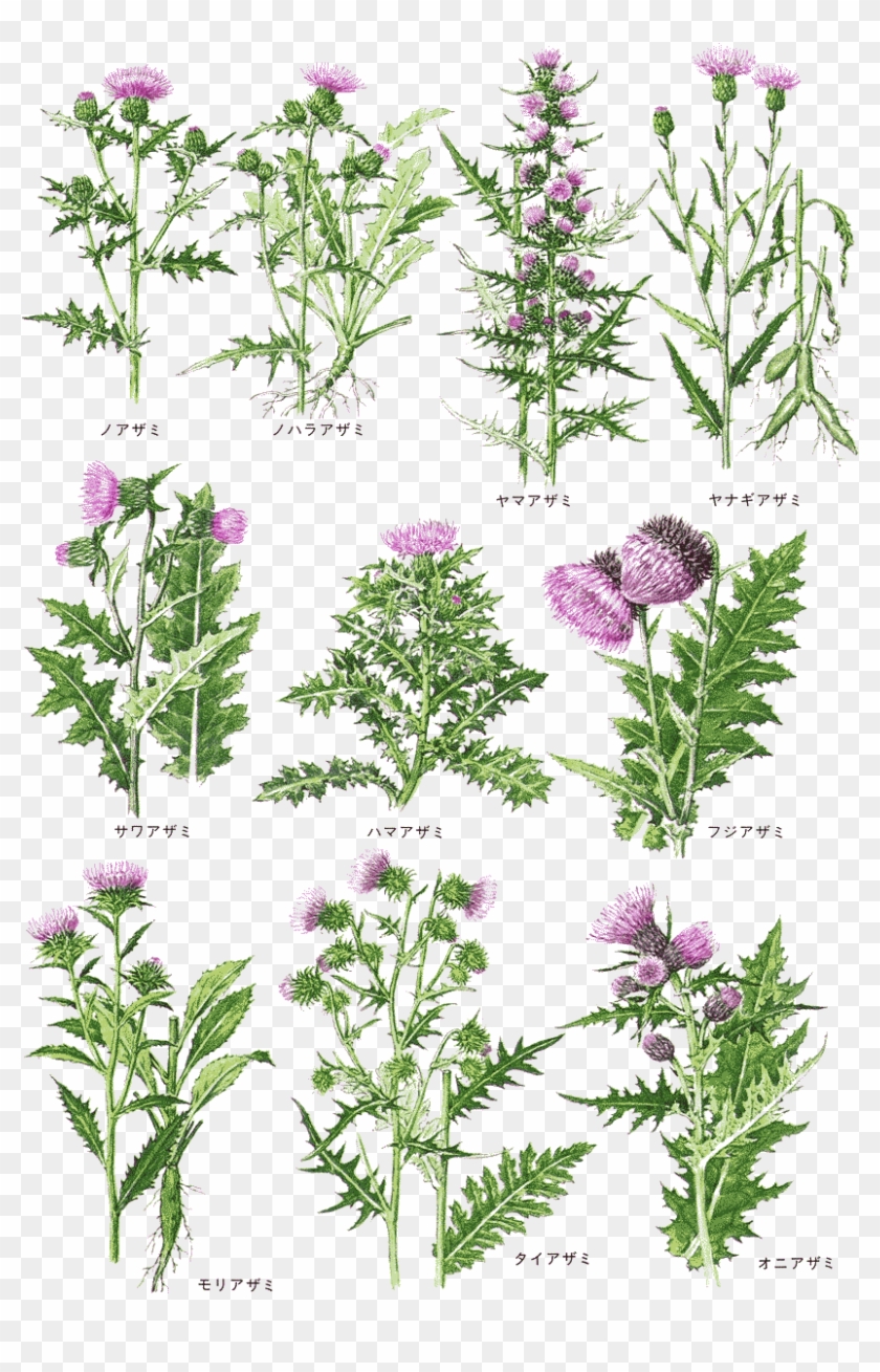 Cirsium 01 - アザミ 葉 Clipart
