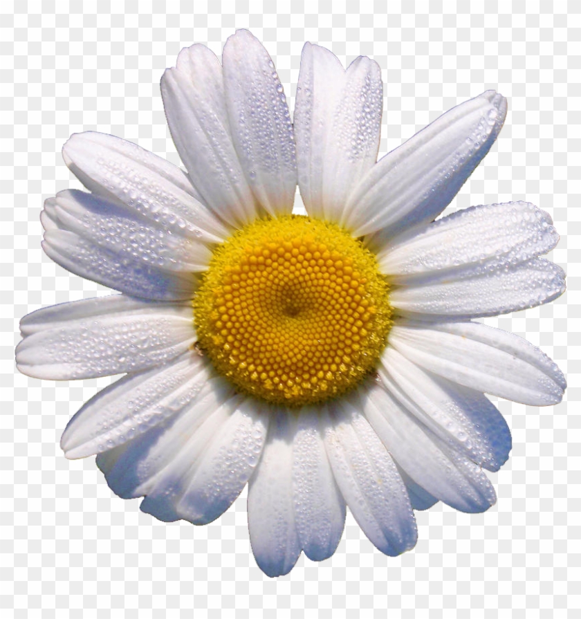 Is This Your First Heart - White Daisy Flower Clipart
