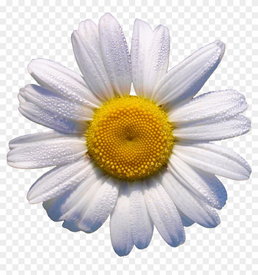 Is This Your First Heart - White Daisy Flower Clipart #5782803