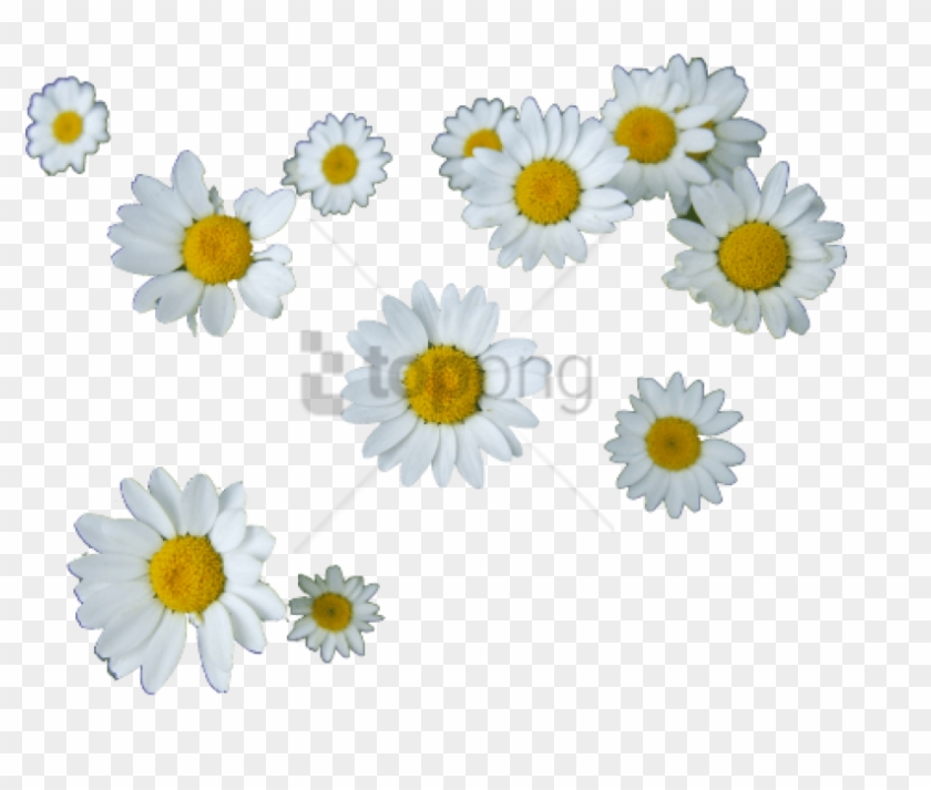Free Png Transparent Flower Tumblr Png Image With Transparent - Daisys Transparent Clipart
