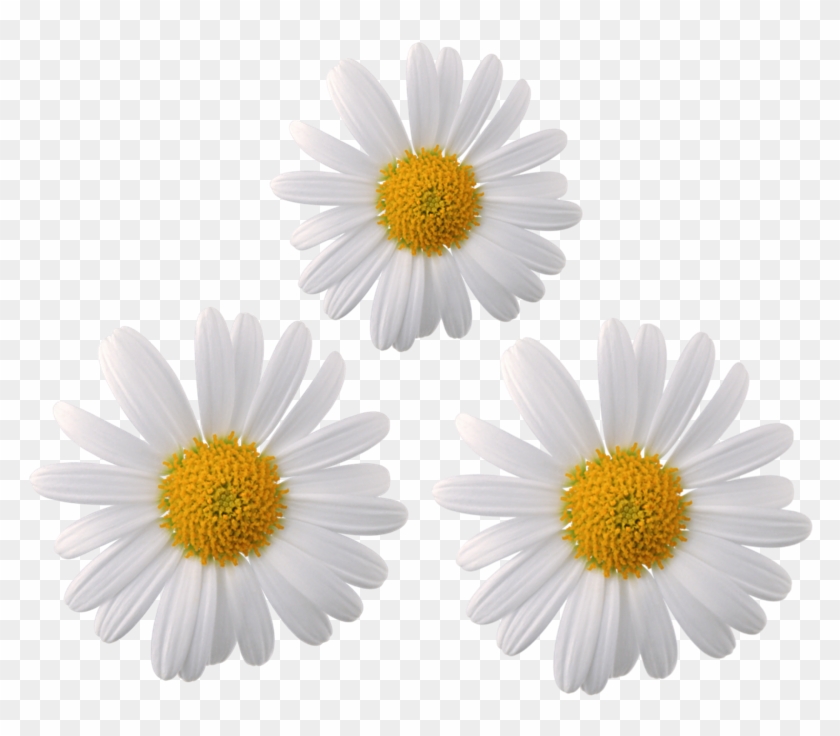 #daisy #flower #flowers #moodboard #galaxy #whiterose - Chamomile Flower Transparent Background Clipart #5782965