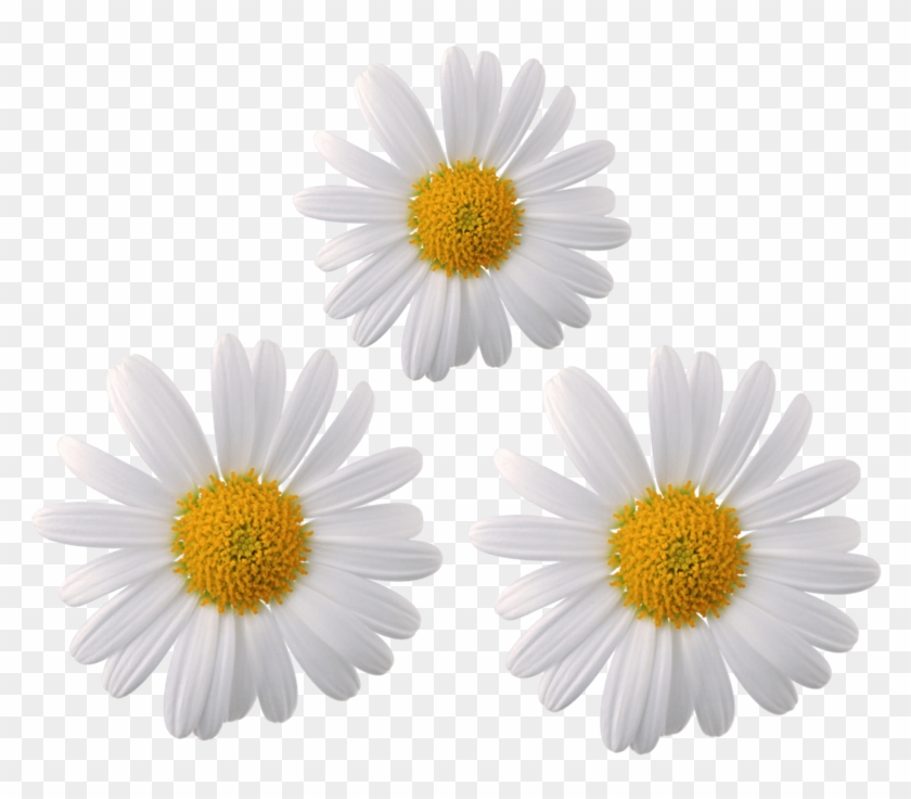 #daisy #flower #flowers #moodboard #galaxy #whiterose - Chamomile Flower Transparent Background Clipart