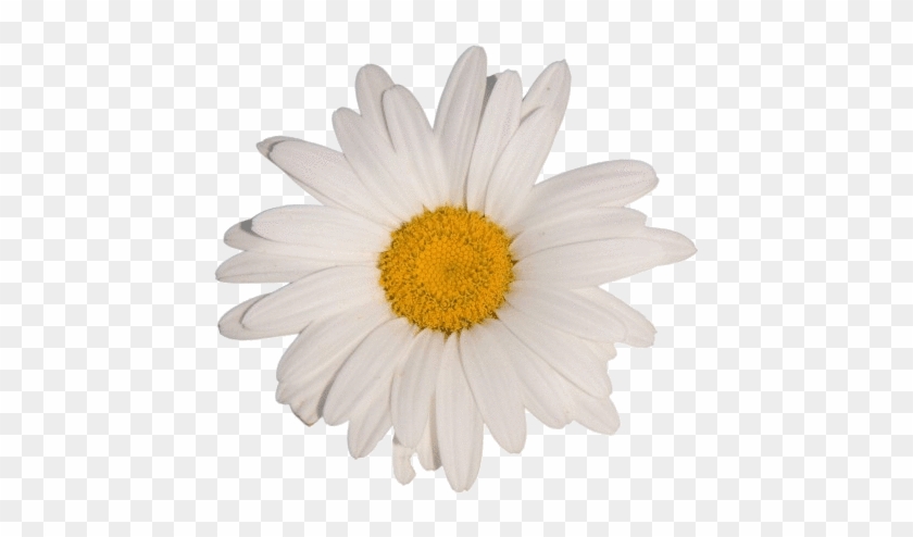 Flower White Tumblr Aesthetic Vaporwave - White Flower Aesthetic Transparent Clipart