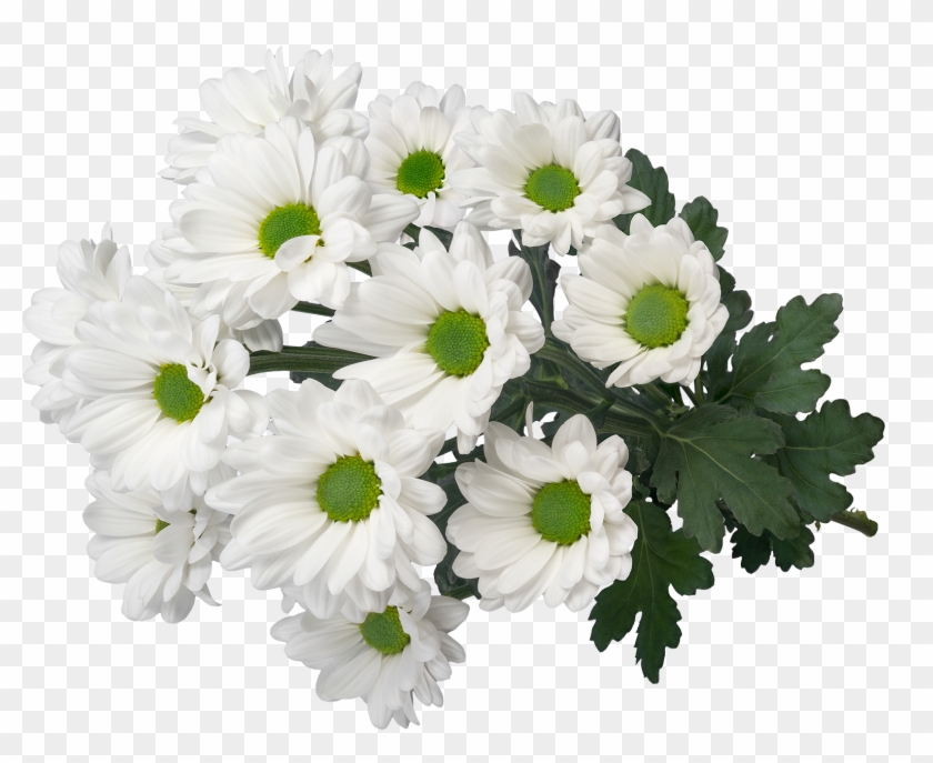 Sp My White 3d2 - Chamomile Clipart #5783124