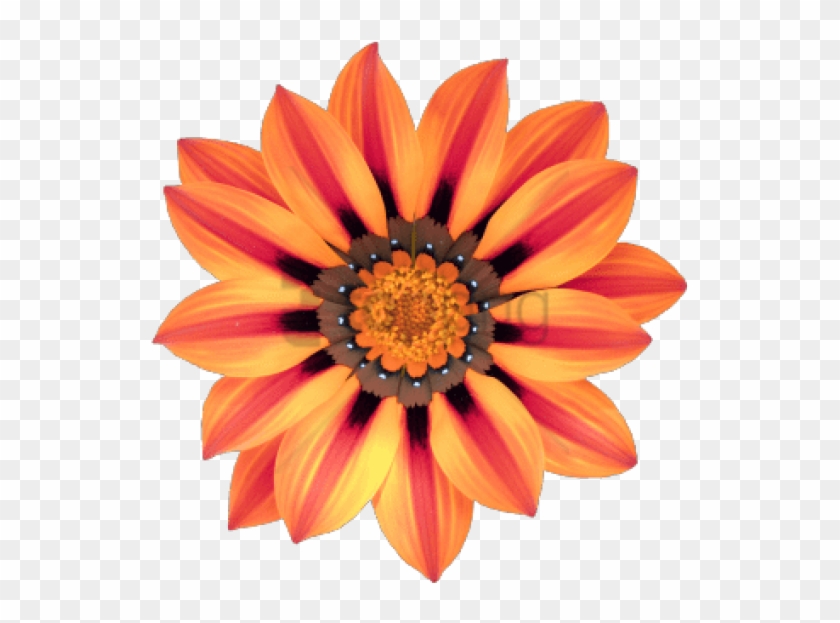 Free Png Transparent Flower Tumblr Png Image With Transparent - Flores Africa Clipart