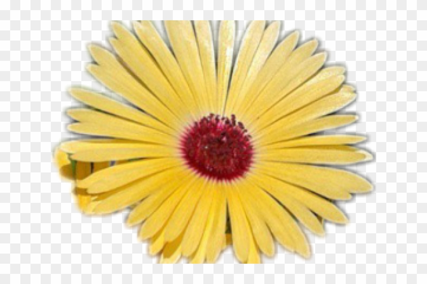 Clipart Wallpaper Blink - Dorotheanthus Bellidiformis - Png Download