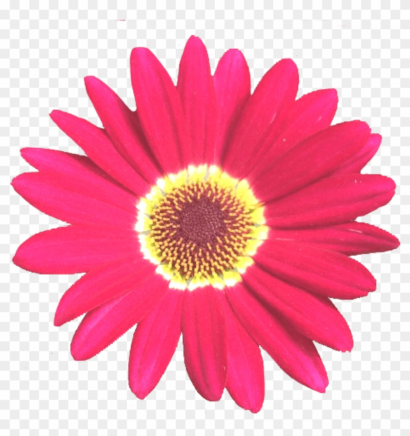 Grandaisy Red 6 Cm Daisy Flowers Early Blooming Argyranthemum - Golden Seal Clipart - Png Download
